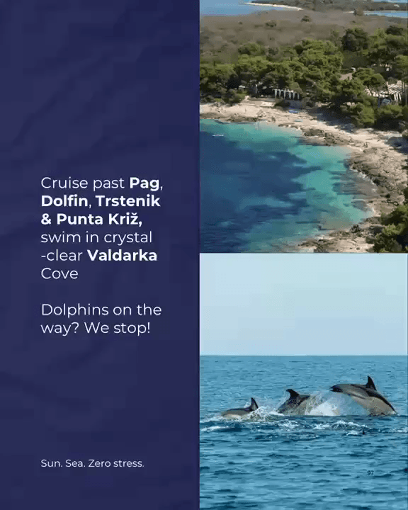 Dolphins on the Adriatic cruise
